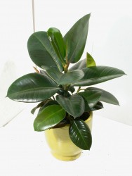 4157-ficus-elastica-robusta