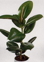 ficus_elastica_robusta_20121124_2062429074