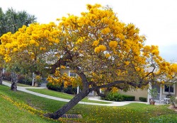 Yellow Tabebuia / Tabebuia Caraiba
