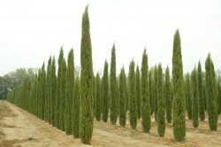 CUPRESSUS SEMPERVIRENS STRICTA 019