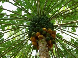 papaya-3
