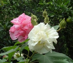 Hibiscus-mutabilis_4