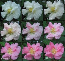 Hibiscus_mutabilis,_changing_colors