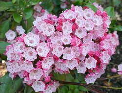 300px-mountainlaurelflower