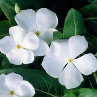 بذر گل پریوش سفید پا متوسط