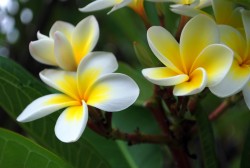 Frangipani_flowers
