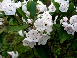 mountain-laural-flowers2