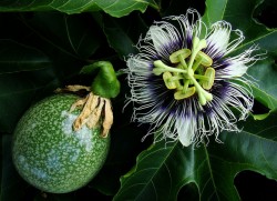 Passiflora-edulis-flavicarpa-fruct-verde