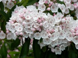 laurel08