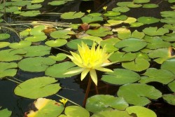 fleur_010008