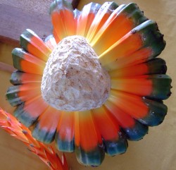 hala-fruit-2