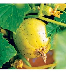 heirloom-garden-lemon-cucumber-0512-l-475x524