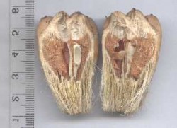pandanus.tectorius.phalange-split