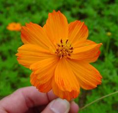 Cosmos Sulphureus