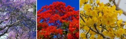 floratrees