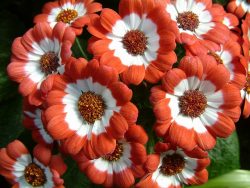 cineraria