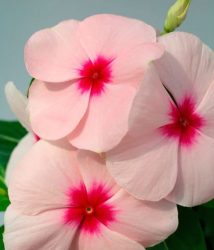 vinca-solar-apricot