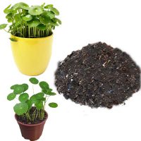 خاک مخصوص گیاه هیدروکوتیل 2 لیتری