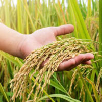 بذر برنج فجر پر محصول