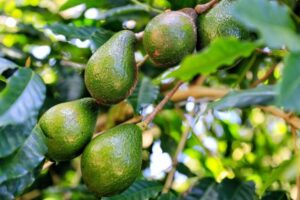 خواص شگفت انگیز آواکادو
