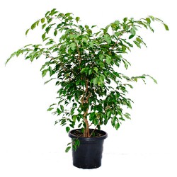 Ficus-Benjamina1