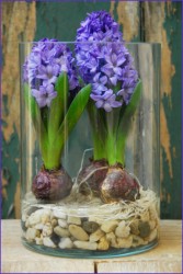 hyacinth-page