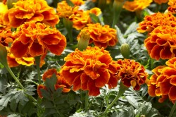 tagetes-patula-safari-scarlet-w3351-1