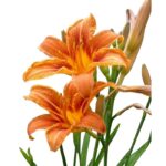 ریزوم گل زنبق رشتی