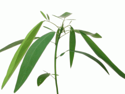 Codariocalyx_motorius2