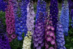 Delphinium-elatum-New-Millennium-Stars
