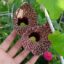 بذر پیچک کمیاب Aristolochia Elegans