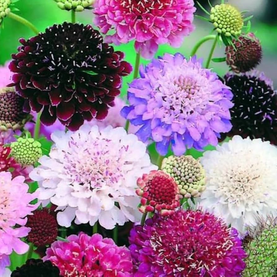 بذر گل اسکابیوزا الوان