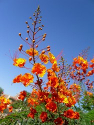 Caesalpinia pulcherrima flowers