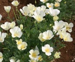 California_Poppy_White_Eschscholzia_Seeds