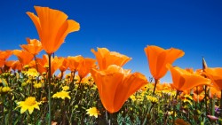 california-poppies-7628