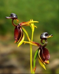 flying-duck-orchid-weird-or-cool-photo