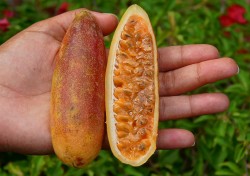 passiflora-mollissima-fruit