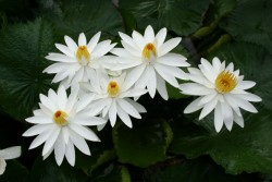 White Nightblooming tropical water lily,water lilies, water lilies for ponds