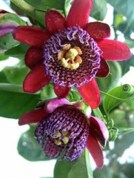 passiflora-quadrangularis