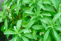 stevia3