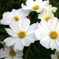 بذر گل ستاره ای سفید