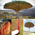 بذر درخت خون سیاوش یا خون اژدها منصوری گل