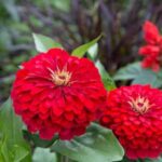 بذر گل آهار گلدرشت پاکوتاه سرخابی