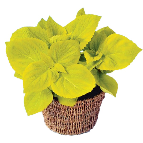 بذر حسن یوسف طلایی