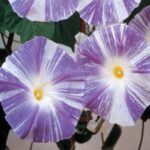 بذر گل نیلوفر پیچ رقم بشقاب پرنده