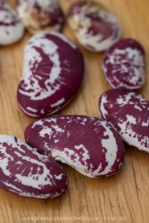 Heirloom beans with white with purple splashes and dots.
