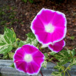 بذر گل نیلوفر پیچ برگ ابلق کمیاب