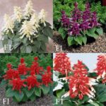 بذر گل سلوی پاکوتاه الوان