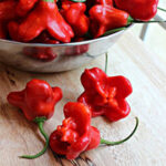 بذر فلفل رقم Bishop Pepper