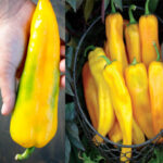 بذر فلفل کاپی زرد